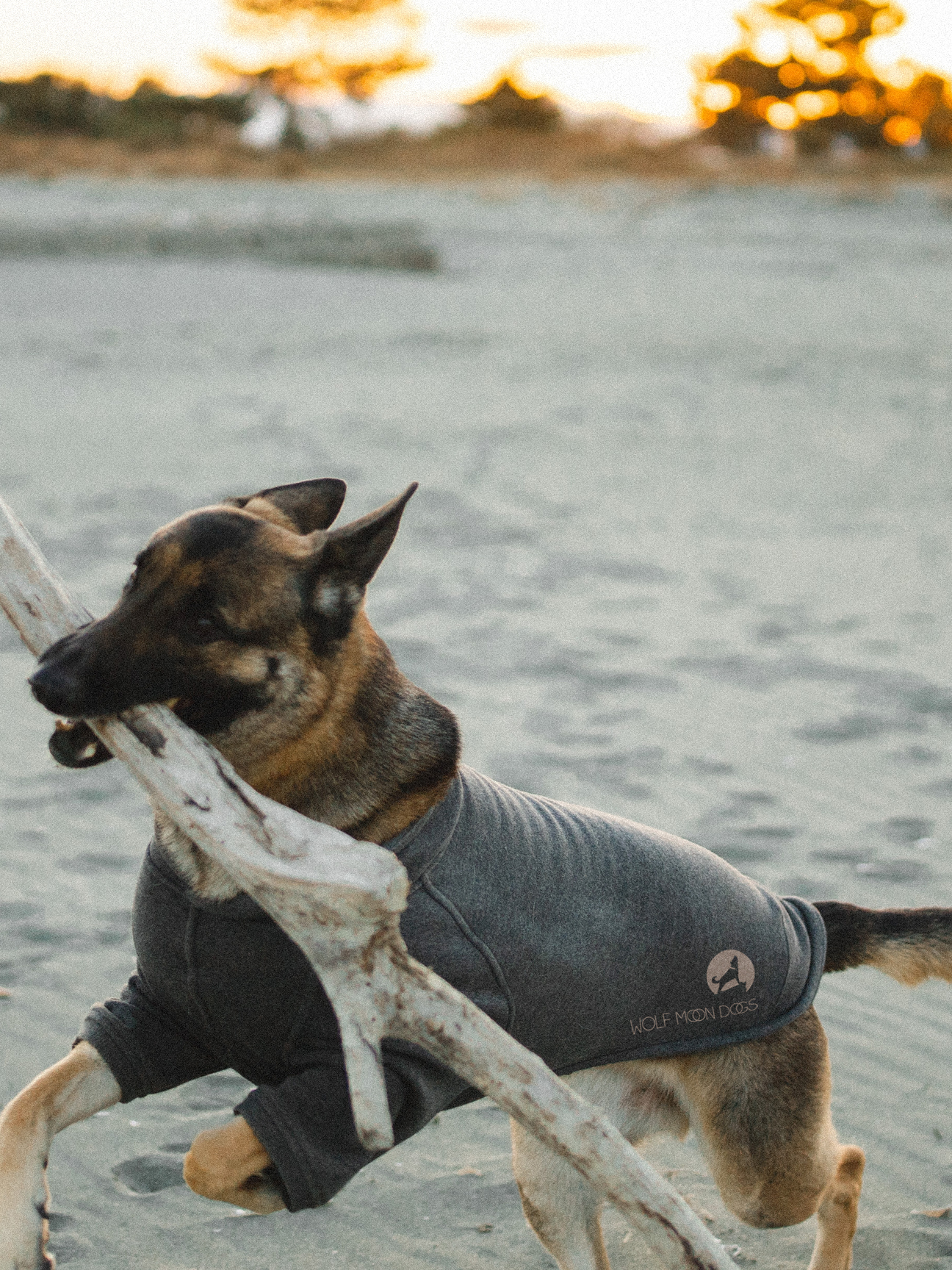 German Shepard carrying driftwood wearing a Wolf Moon Dogs gray sweatshirt
